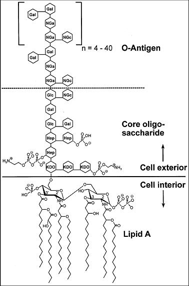 Lipopolysaccharide