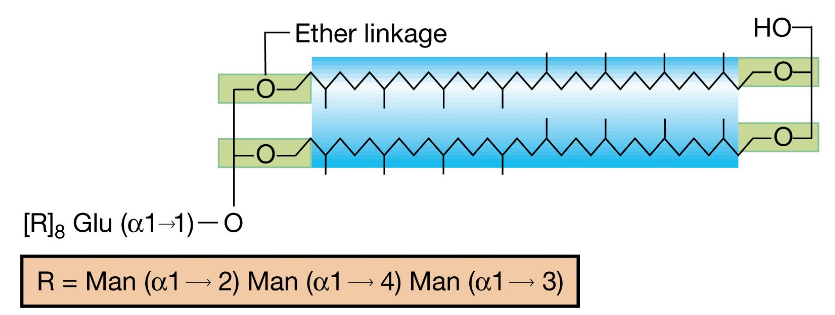 Lipopolysaccharide