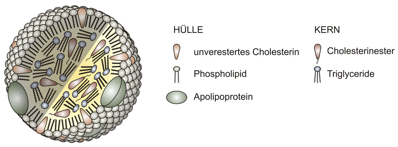 Lipoprotein