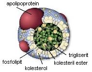Lipoprotein