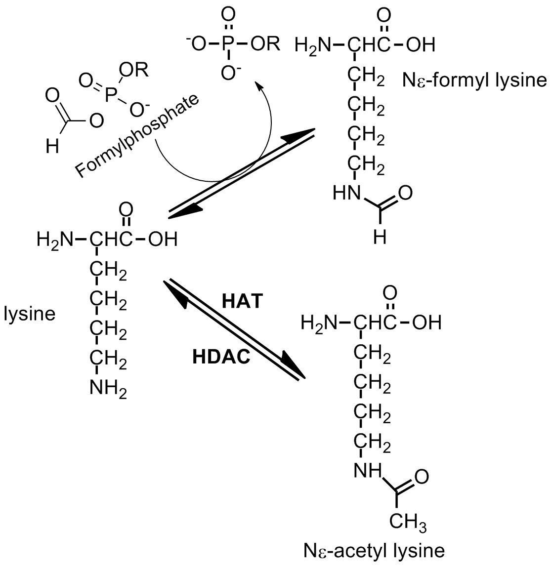 Lysine