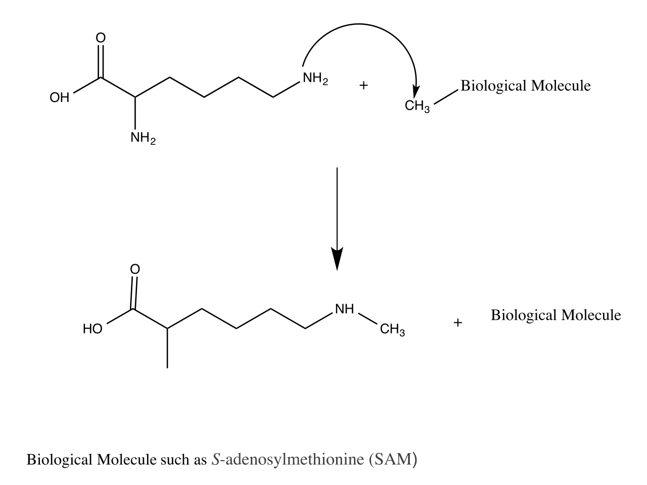 Lysine