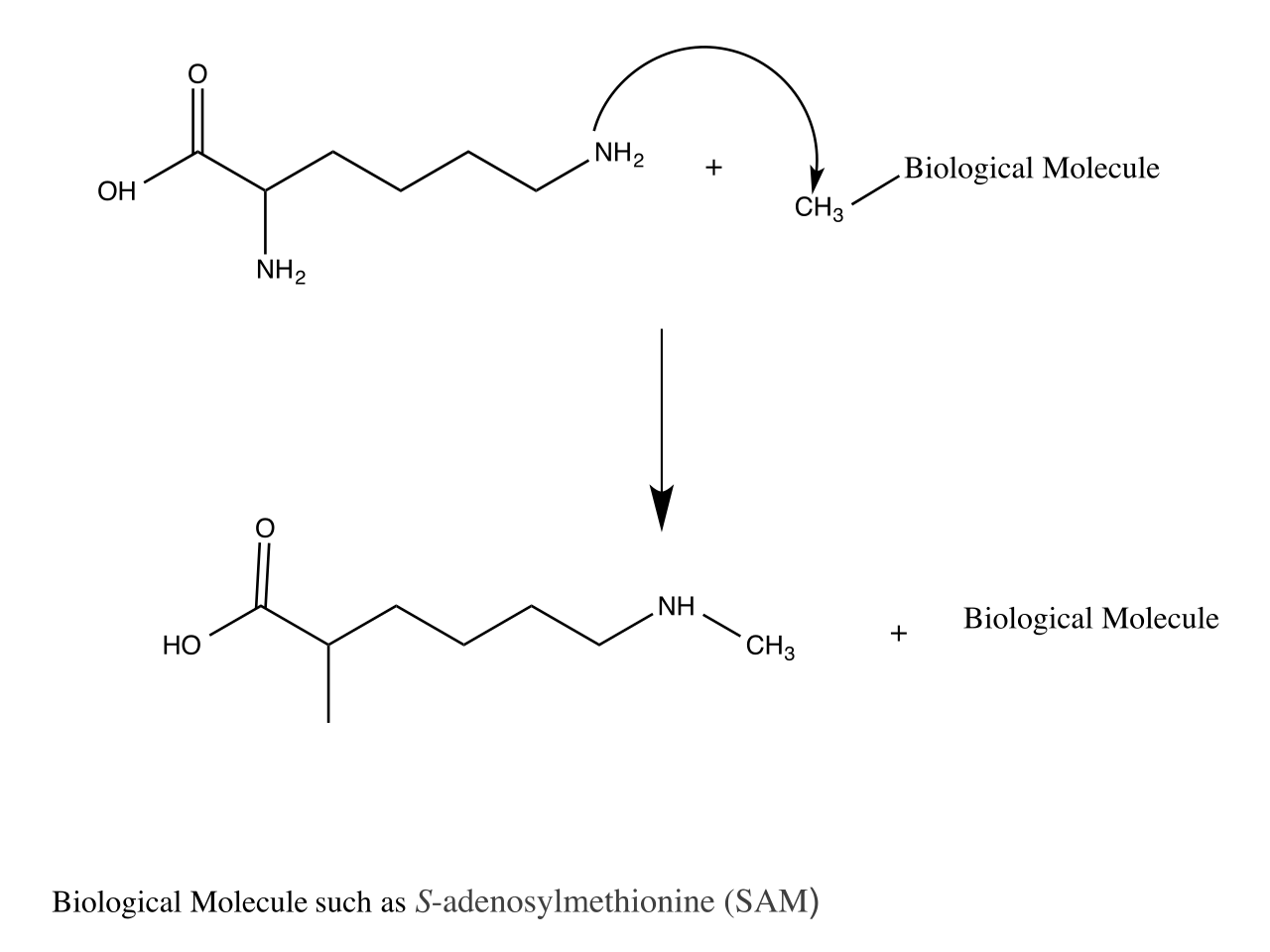 Lysine
