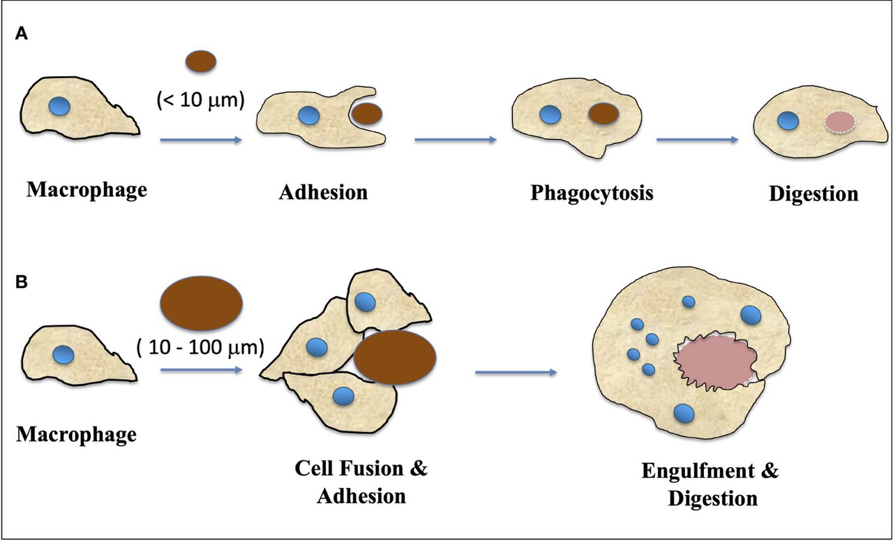 Macrophage