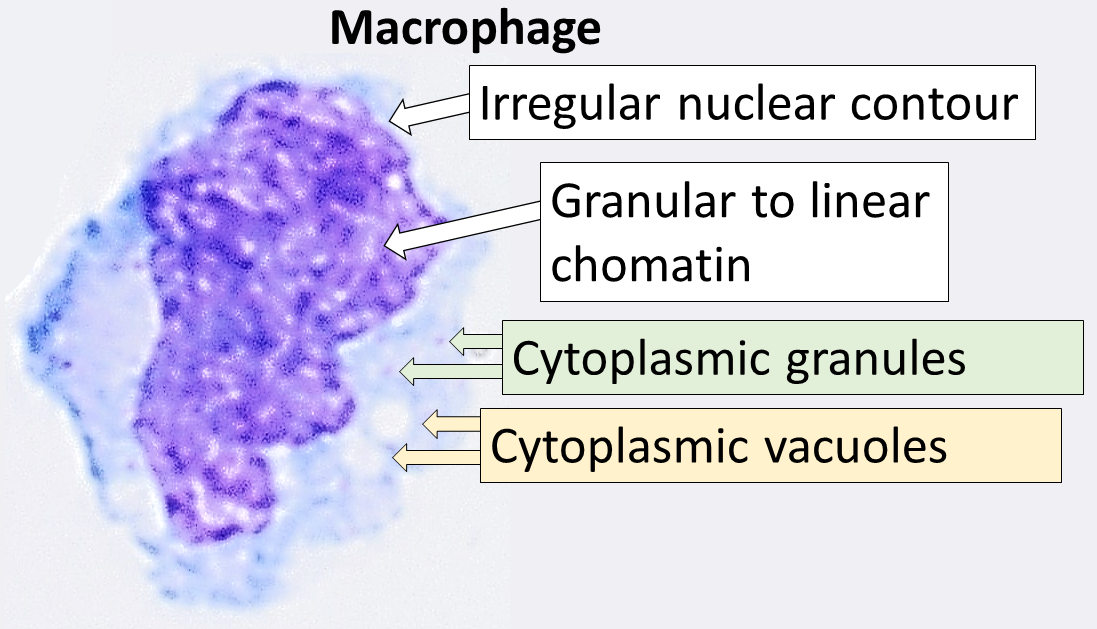 Macrophage