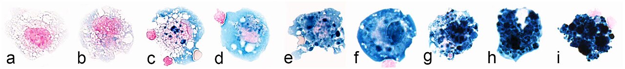 Macrophage