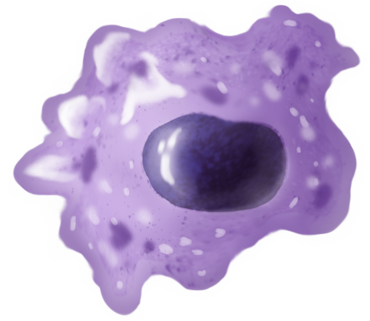 Macrophage