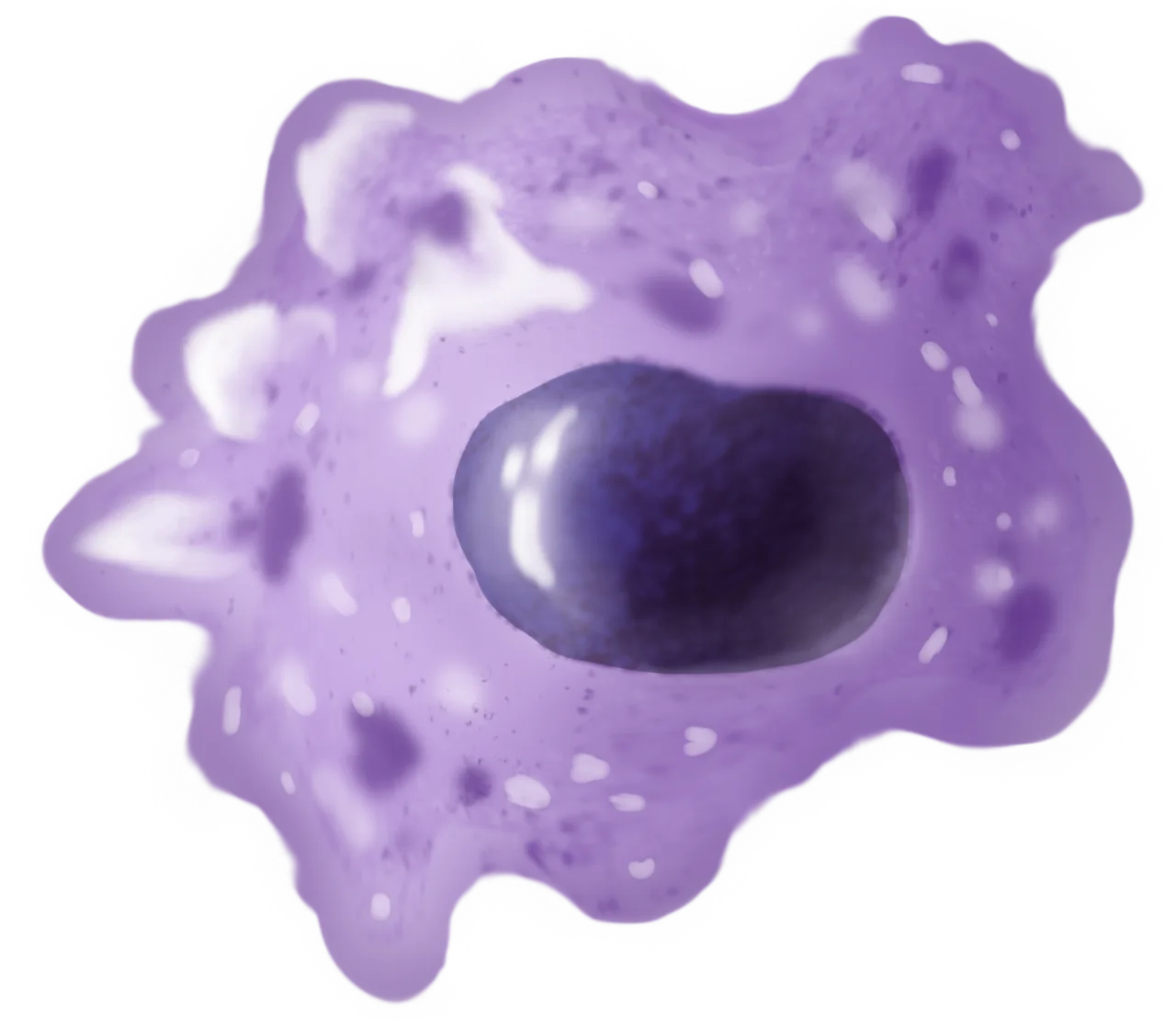 Macrophage