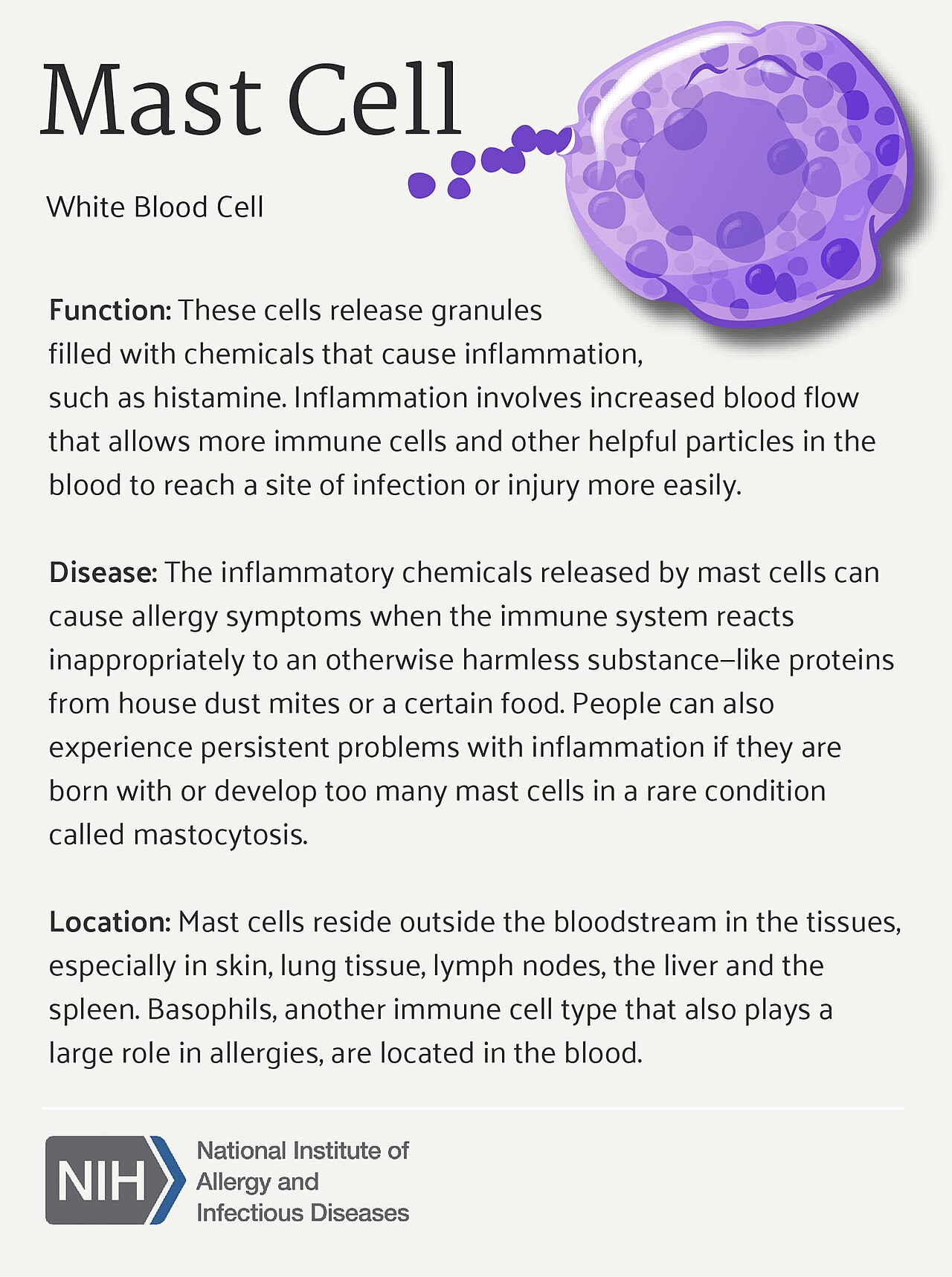Mast cell