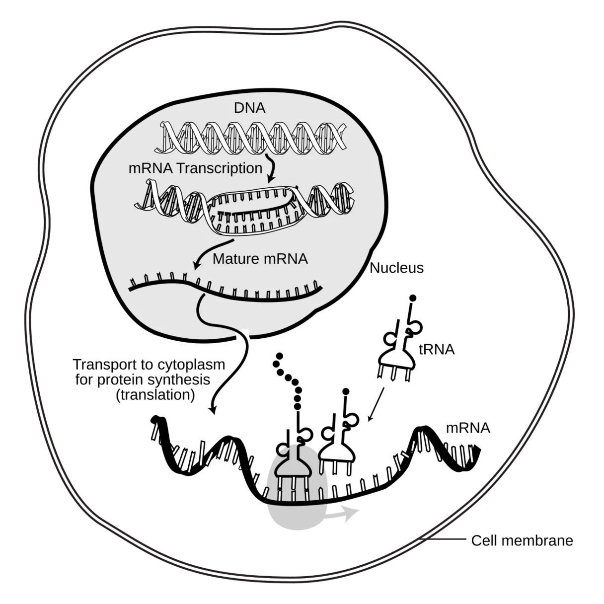 Messenger RNA