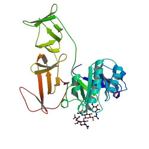 Peptidoglycan