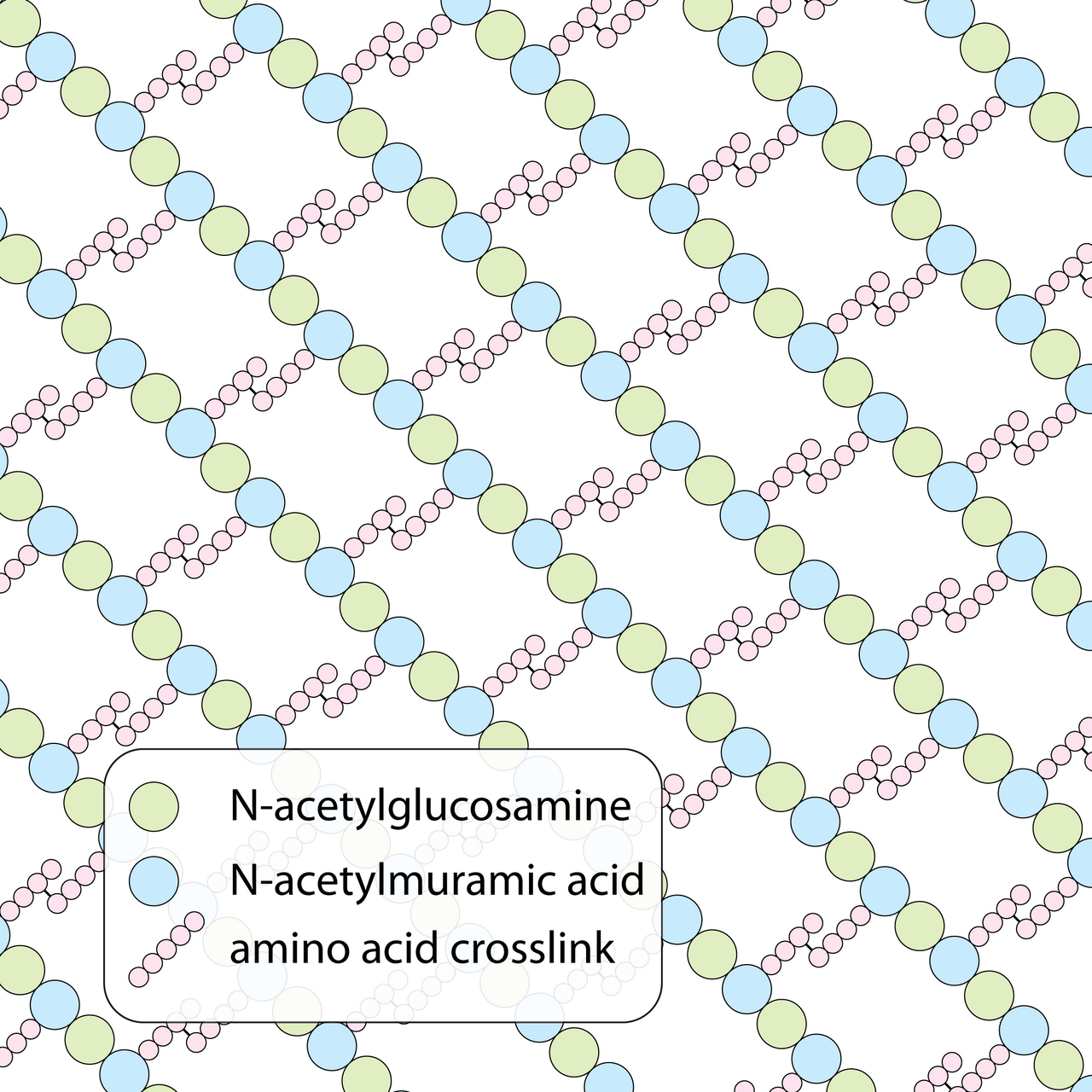Peptidoglycan