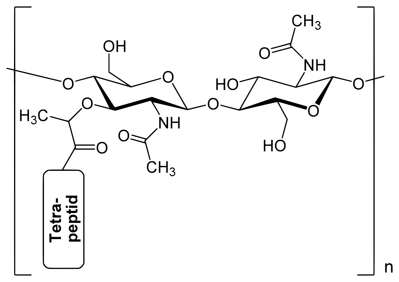 Peptidoglycan