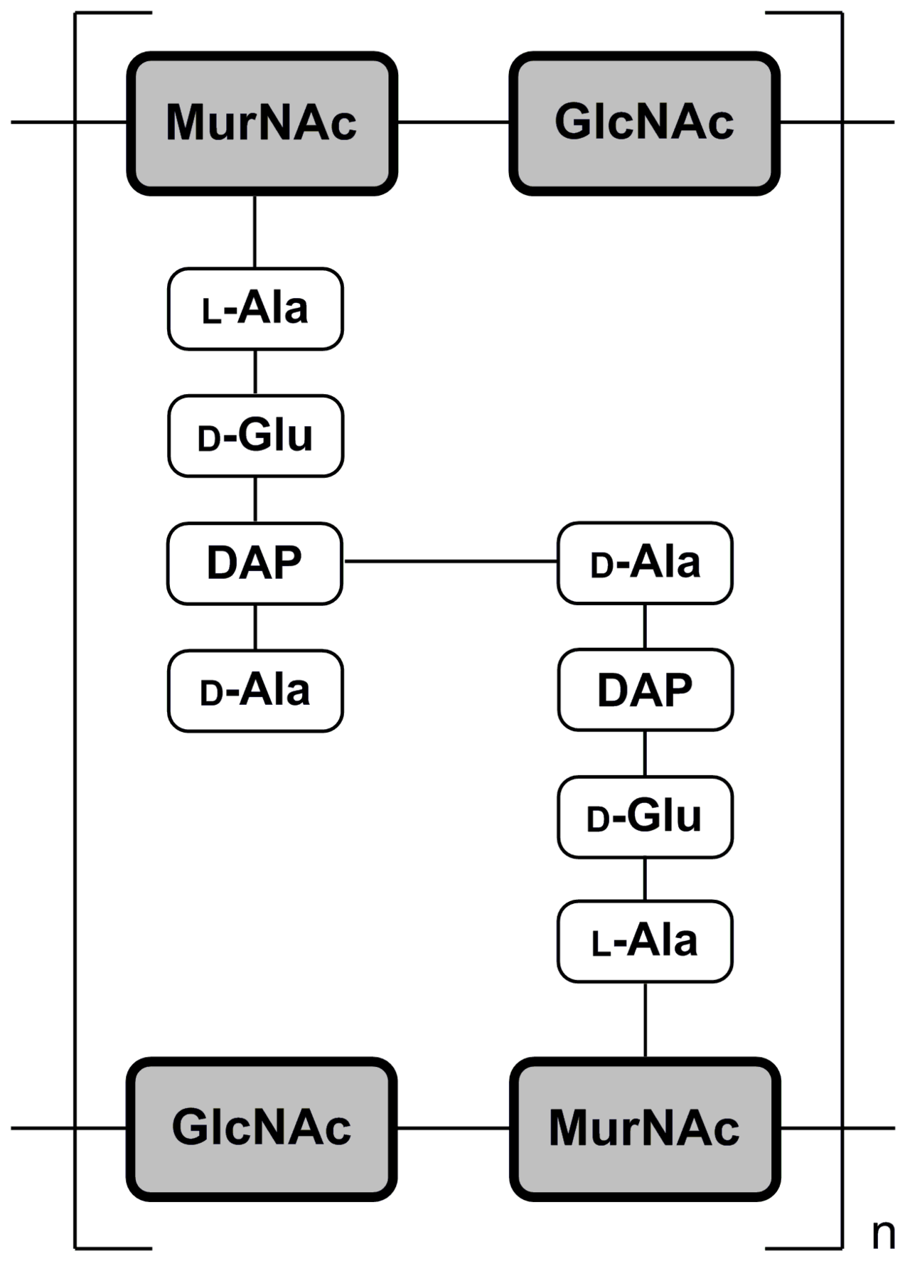 Peptidoglycan