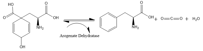 Phenylalanine