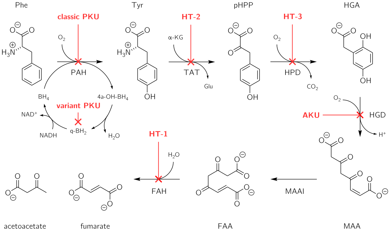 Phenylalanine