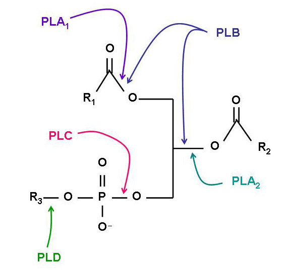 Phospholipid