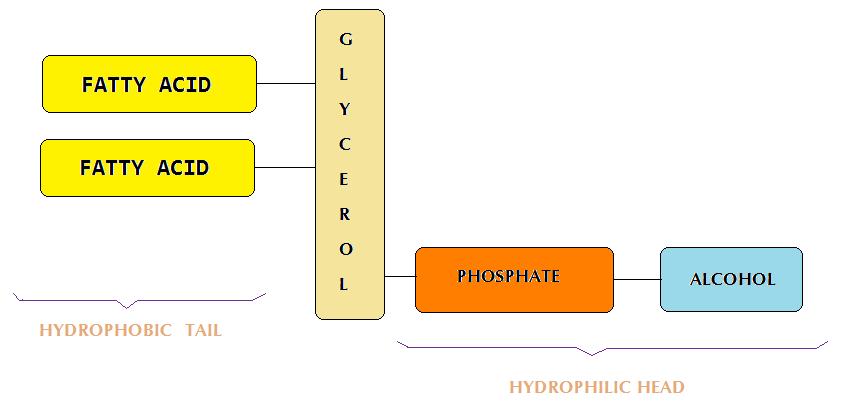 Phospholipid