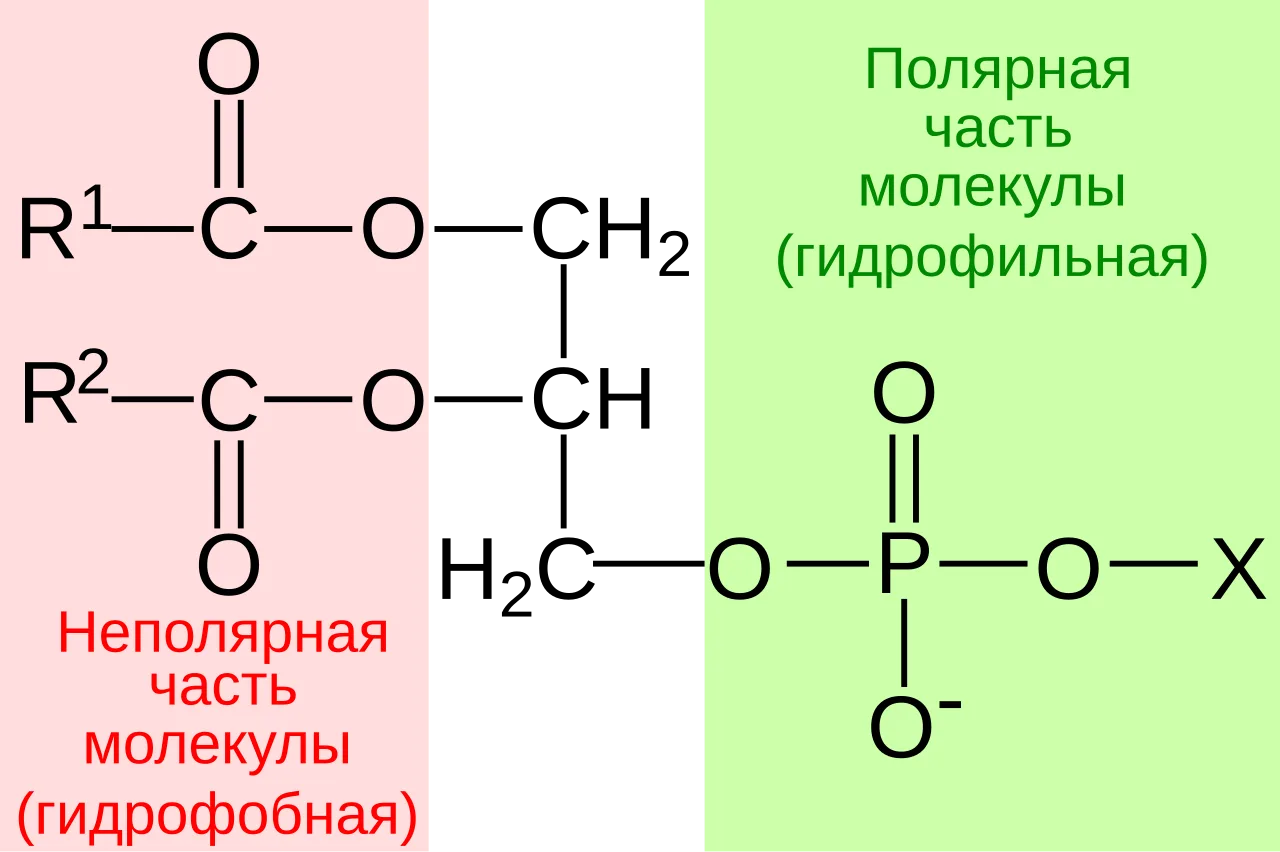 Phospholipid