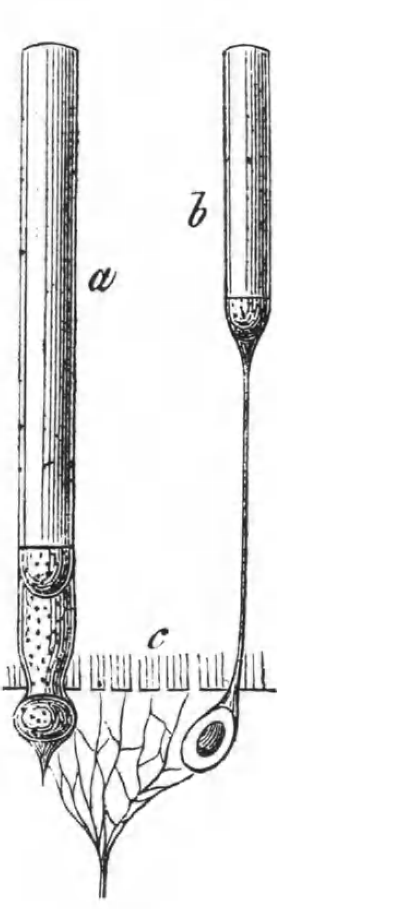 Photoreceptor cell