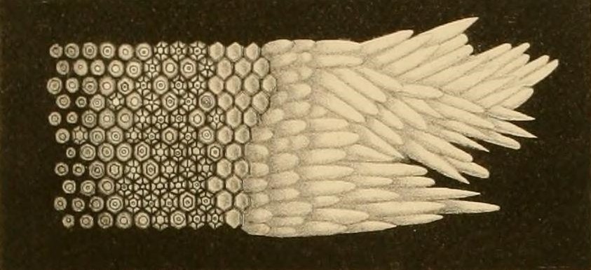 Photoreceptor cell